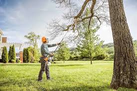 Best Tree Risk Assessment  in Marina, CA